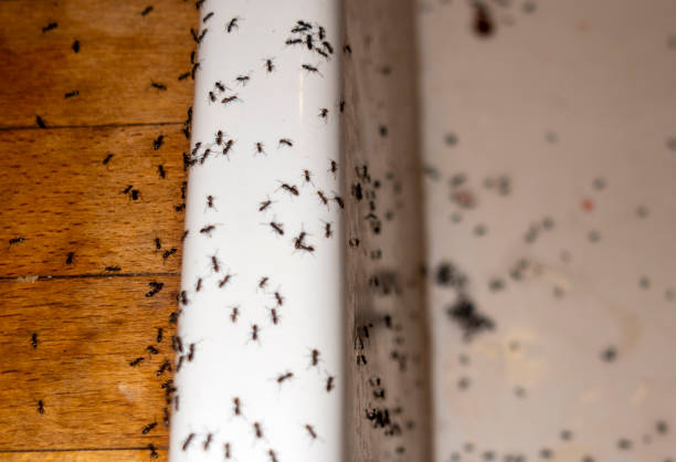 Best Mosquito Control Services  in Bethalto, IL