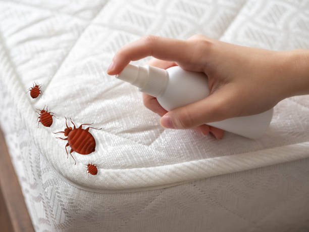 Best Exterminator Services  in Bethalto, IL